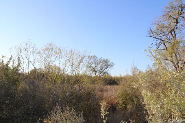 a view of a forest with trees