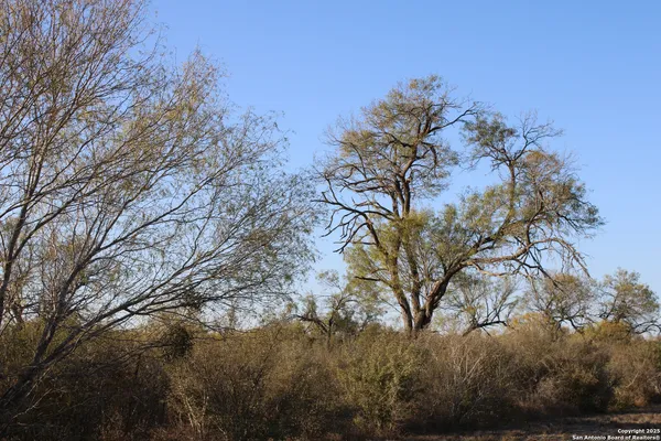 a view of a tree