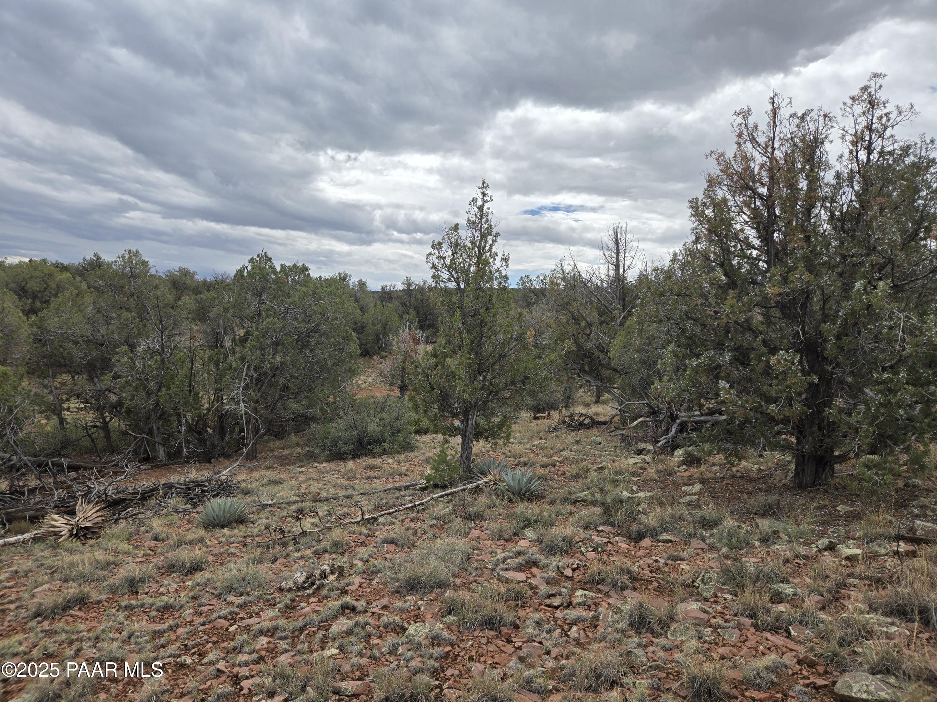 1416- North Relax Road Seligman, AZ 86337 - Photo 8 of 13 a view of a forest with trees in the background
