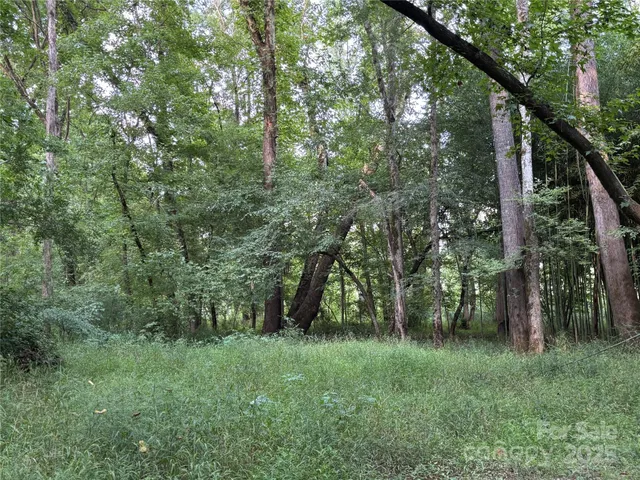 a view of a lush green forest