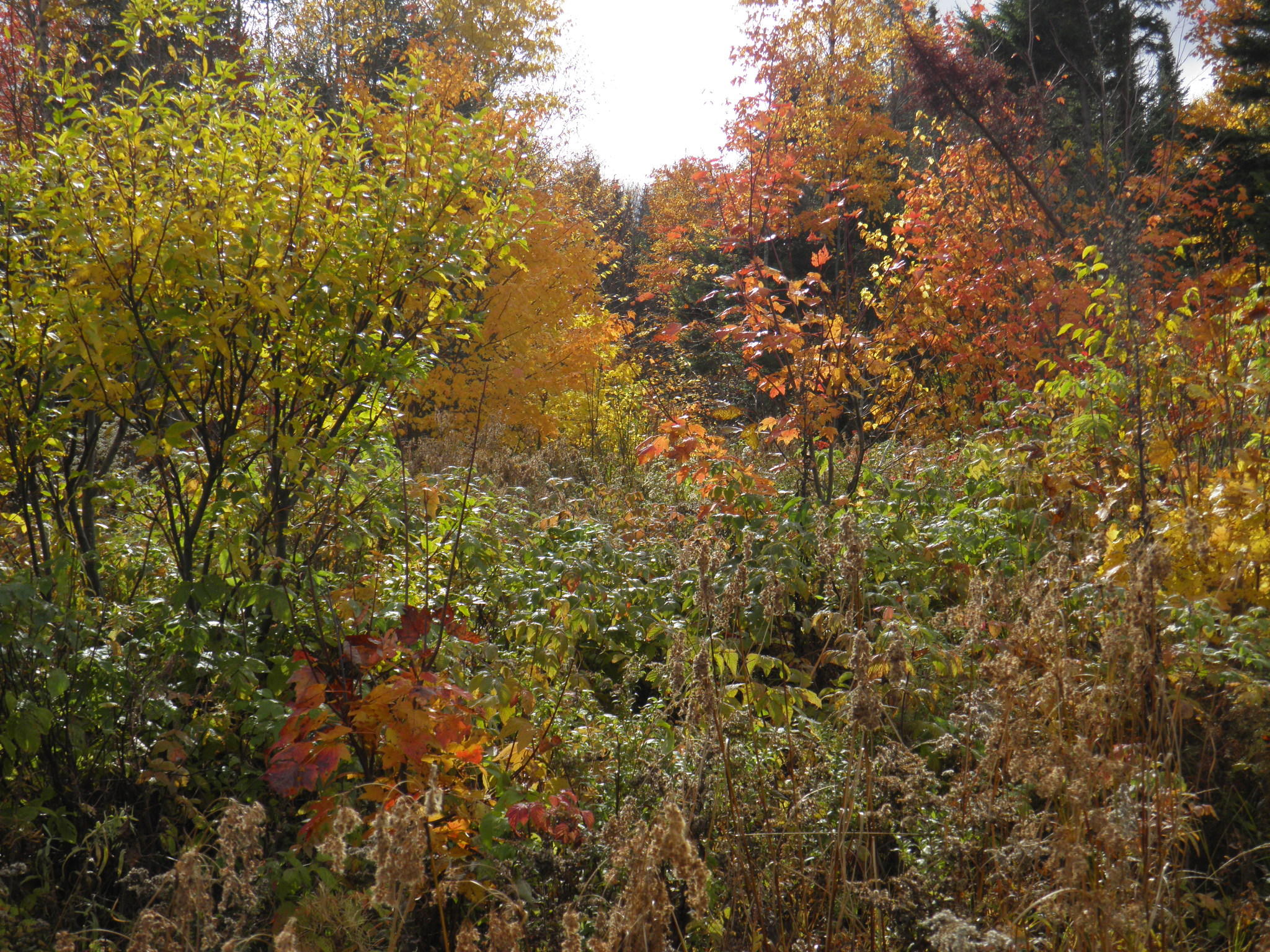 Lot 24 Currie Rd Mount Mount Chase, ME 04765 - Photo 13 of 24 PA130701