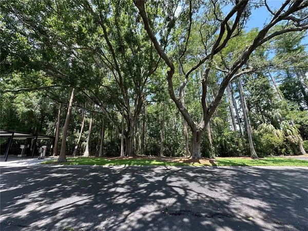 a view of a tree in the middle of a yard