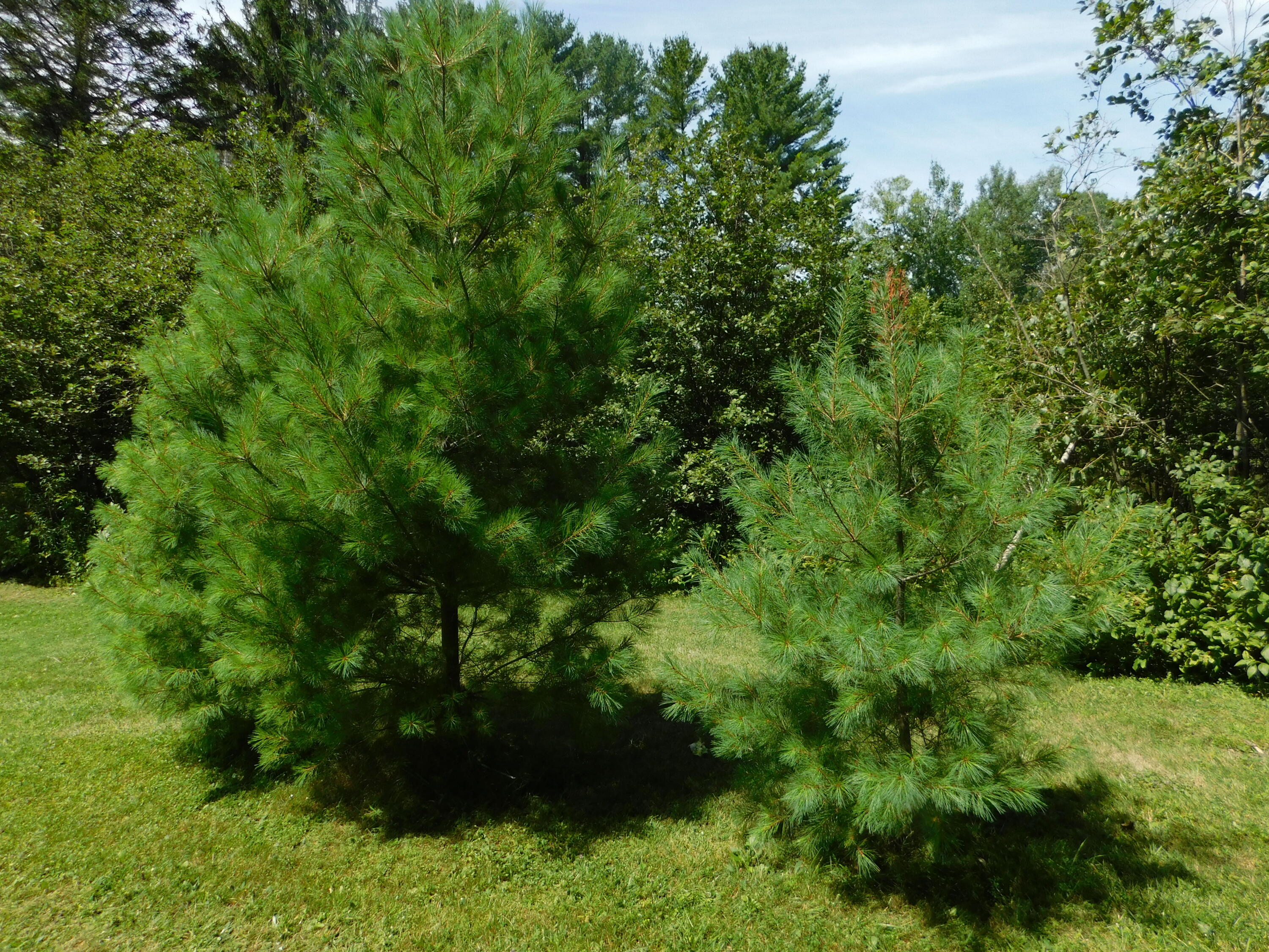 28 Worthen Road Corinna, ME 04928 - Photo 12 of 55 DSCN4890