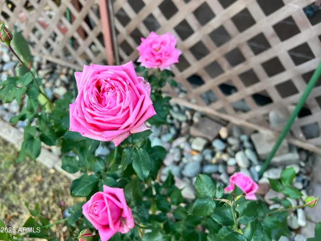 $522,000 | 6042 East Halifax Street, Mesa, AZ 85205