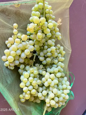 $522,000 | 6042 East Halifax Street, Mesa, AZ 85205