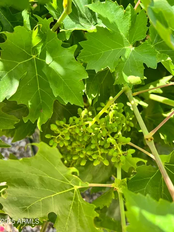 $522,000 | 6042 East Halifax Street, Mesa, AZ 85205