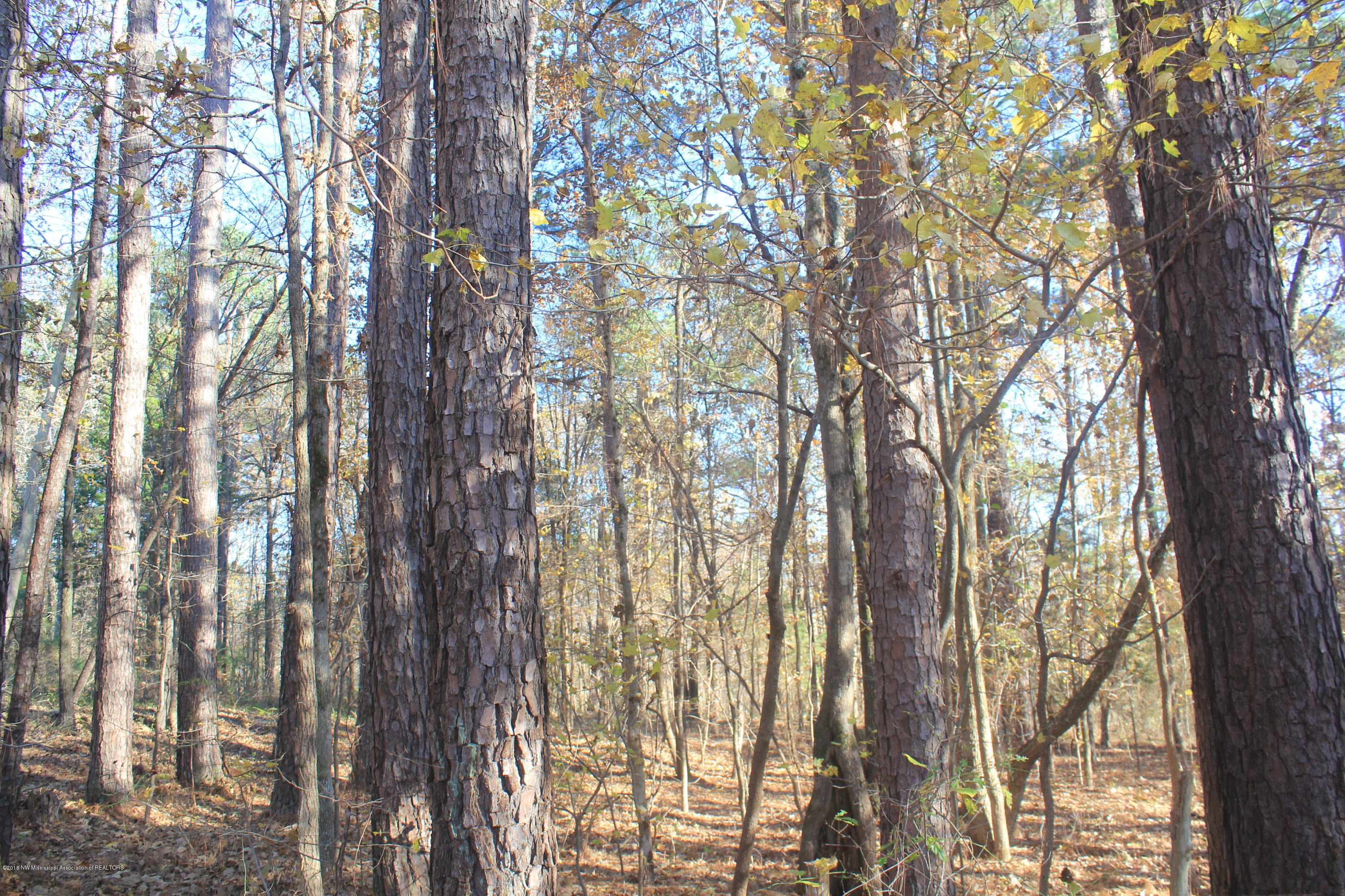 0 Odell Road Holly Springs, MS 38635 - Photo 6 of 8 008