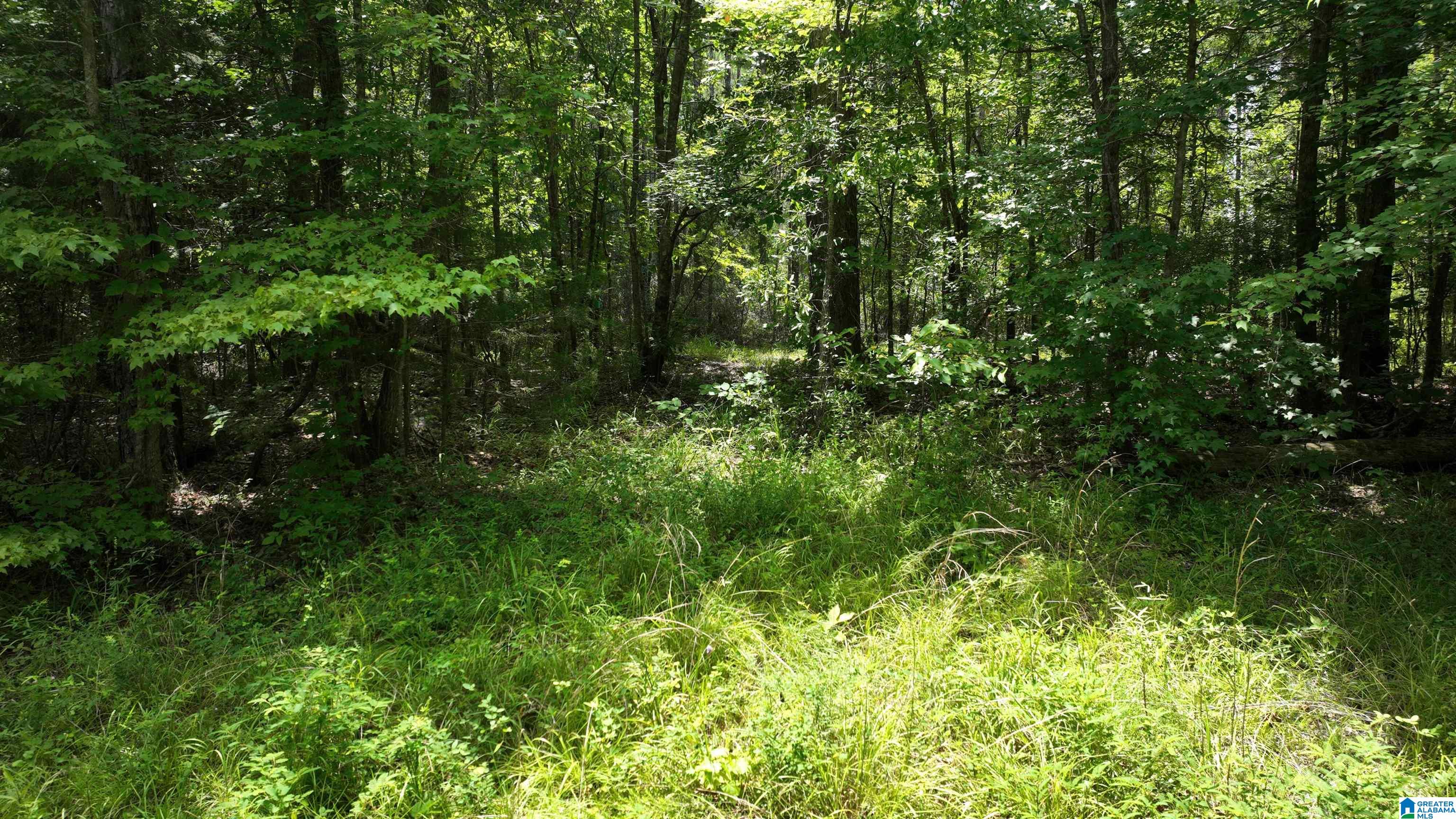 0 South Shackleville Road Georgiana, AL 36033 - Photo 11 of 22