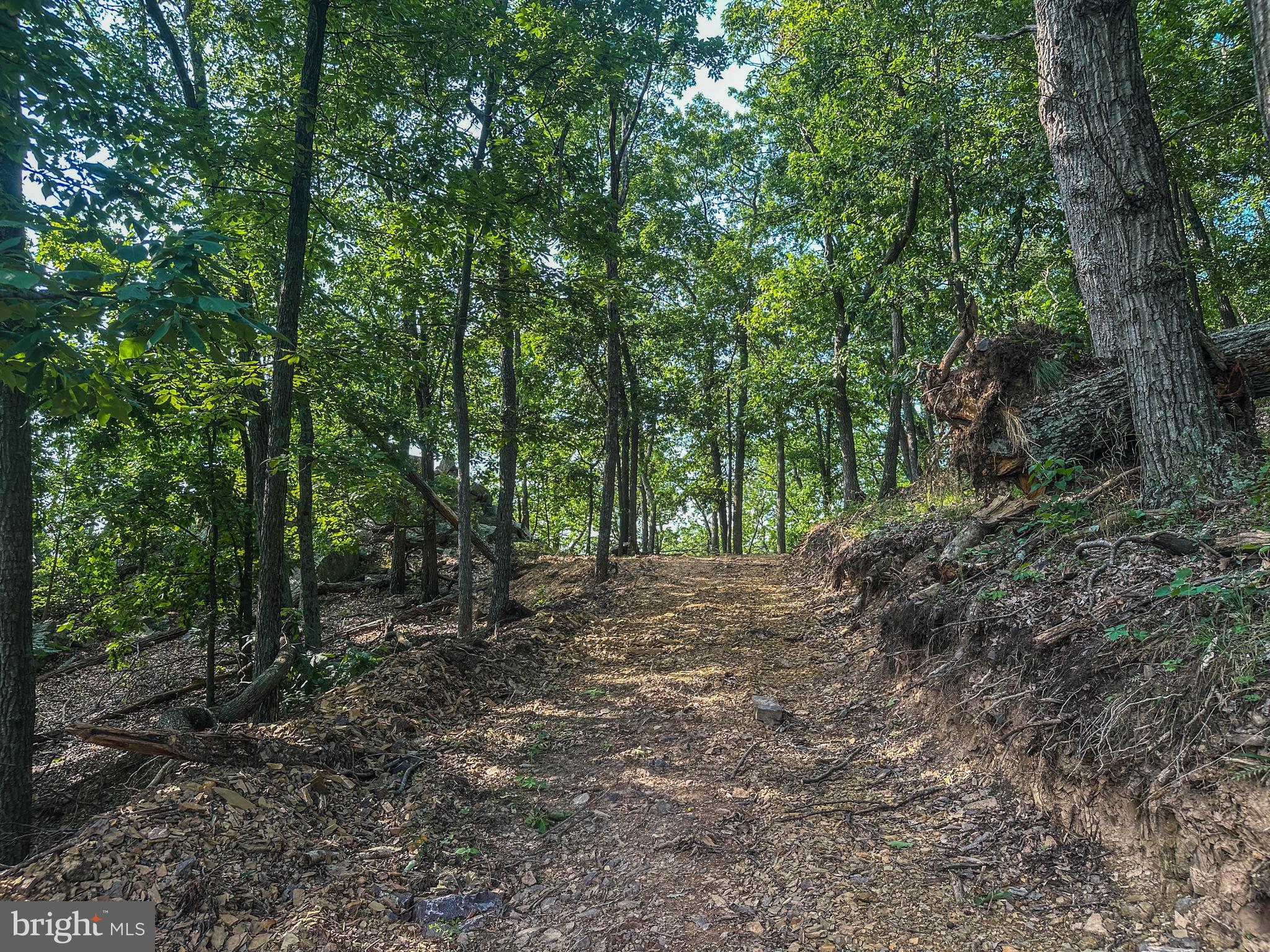 North Mountain Road Fulks Run, VA 22830 - Photo 26 of 73 a view of a forest with trees in the background