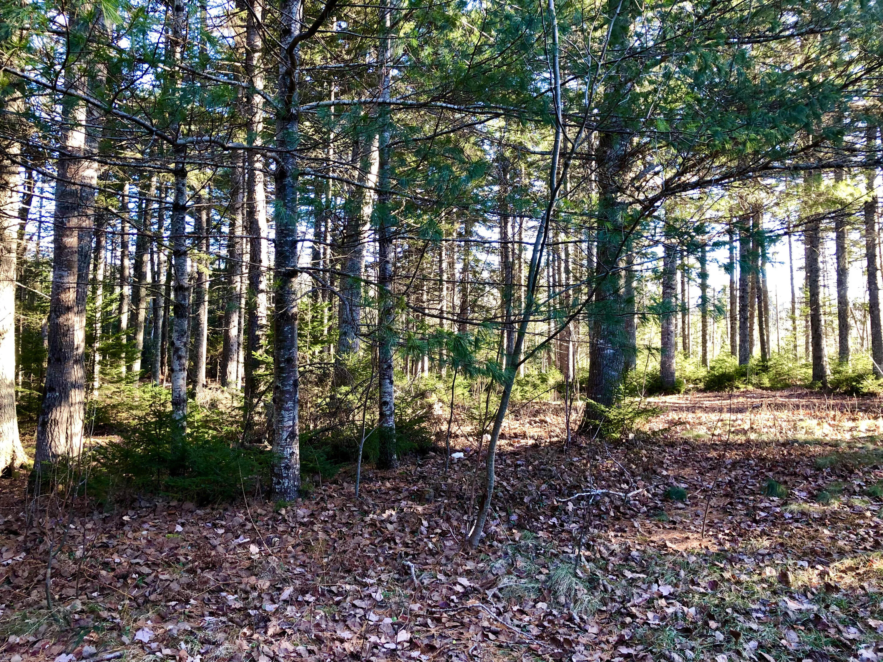 79 Mill Road Lamoine, ME 04605 - Photo 13 of 25 Land