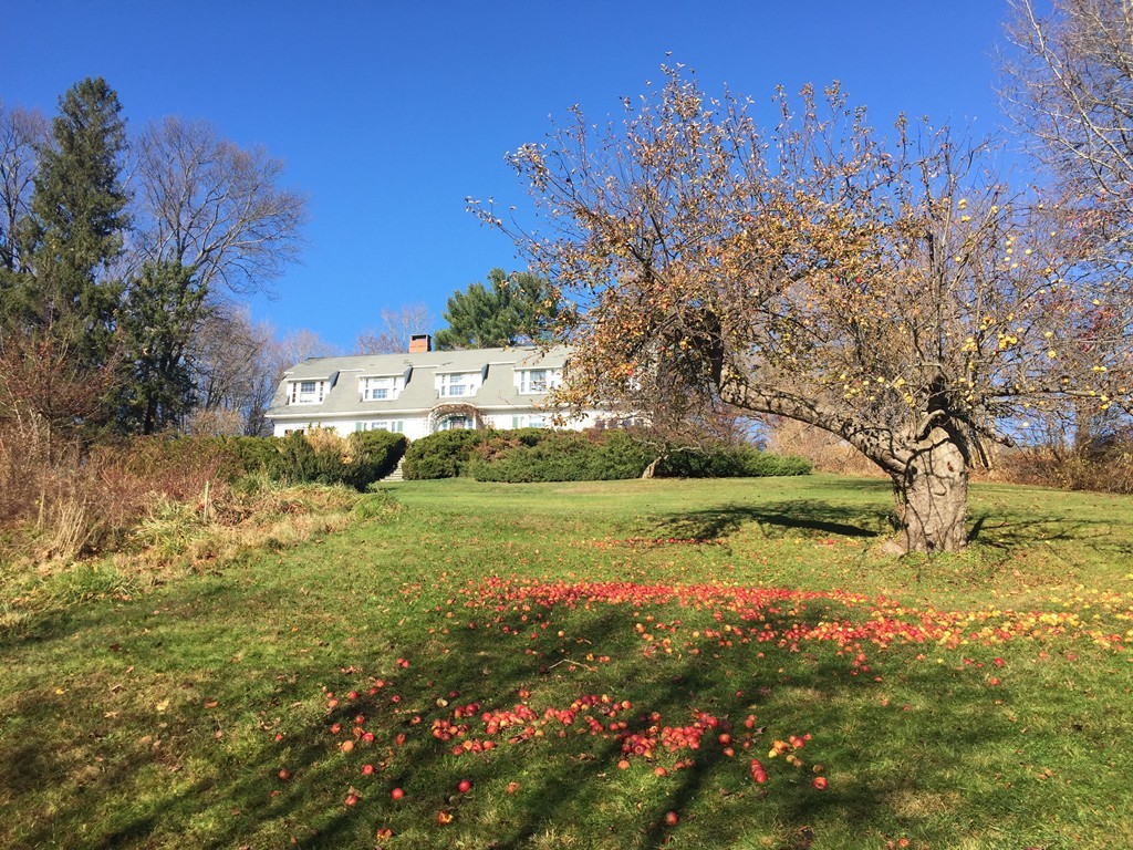 a view of a garden with plants and large trees