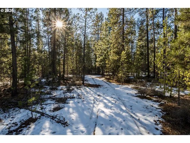 a view of a dry yard with trees