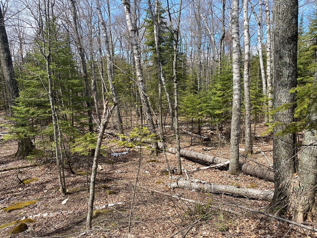 Tbd Boyers Bluff Road Washington Island, WI 54246 - Photo 4 of 10