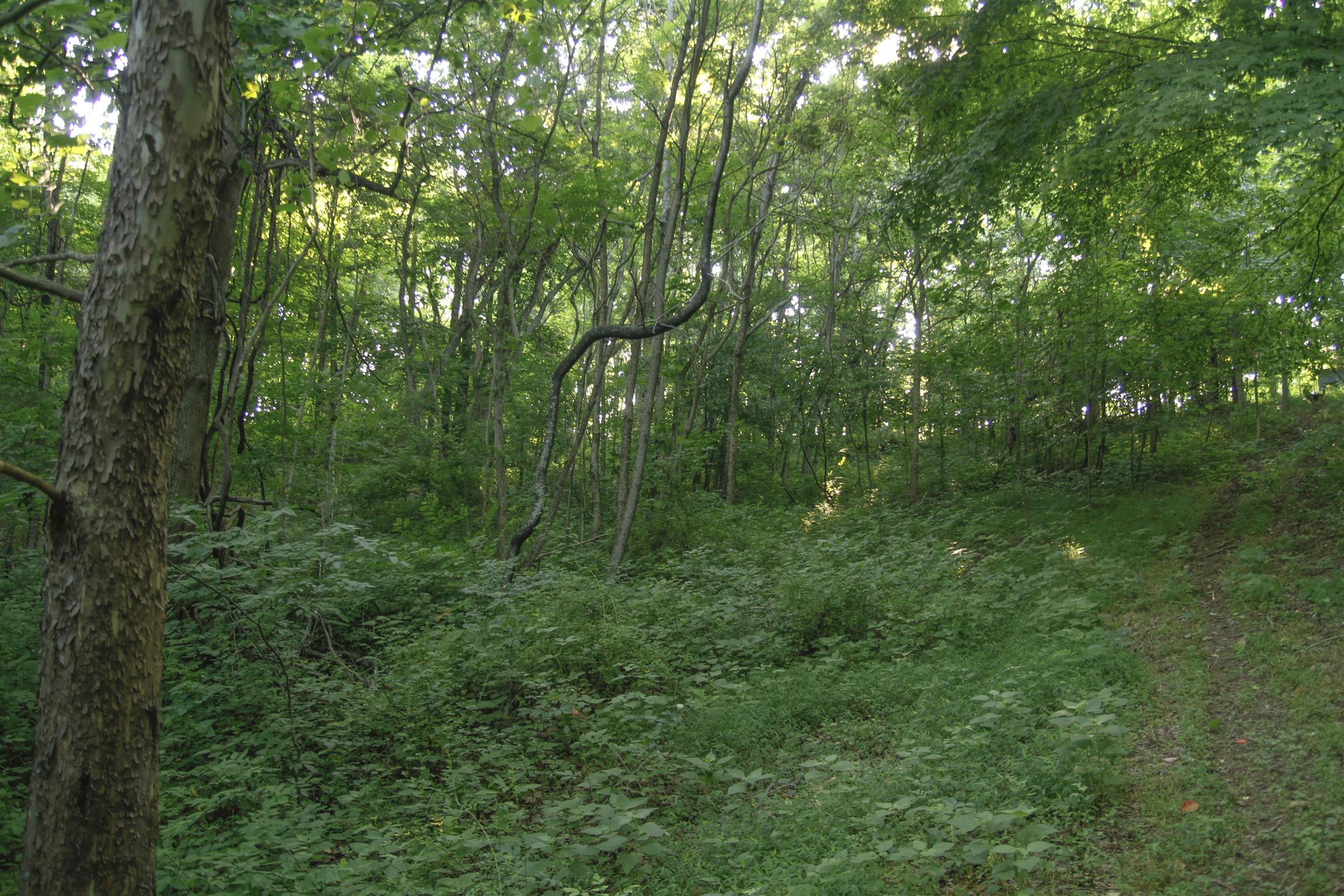 261 Stoneboro Road Fayetteville, TN 37334 - Photo 10 of 22