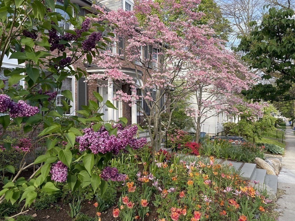 85 Stanton Road Brookline, MA 02445 - Photo 33 of 38 a view of a flower in a garden