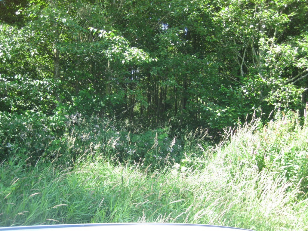 65-xx Olson Road Ferndale, WA 98248 - Photo 6 of 6
