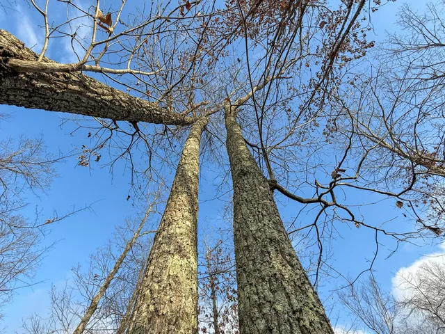 a view of a yard with trees