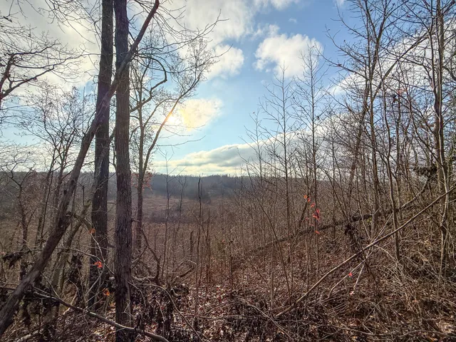 a view of backyard with green space