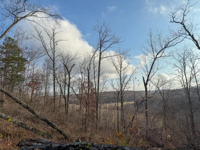 a backyard of a house with lots of trees