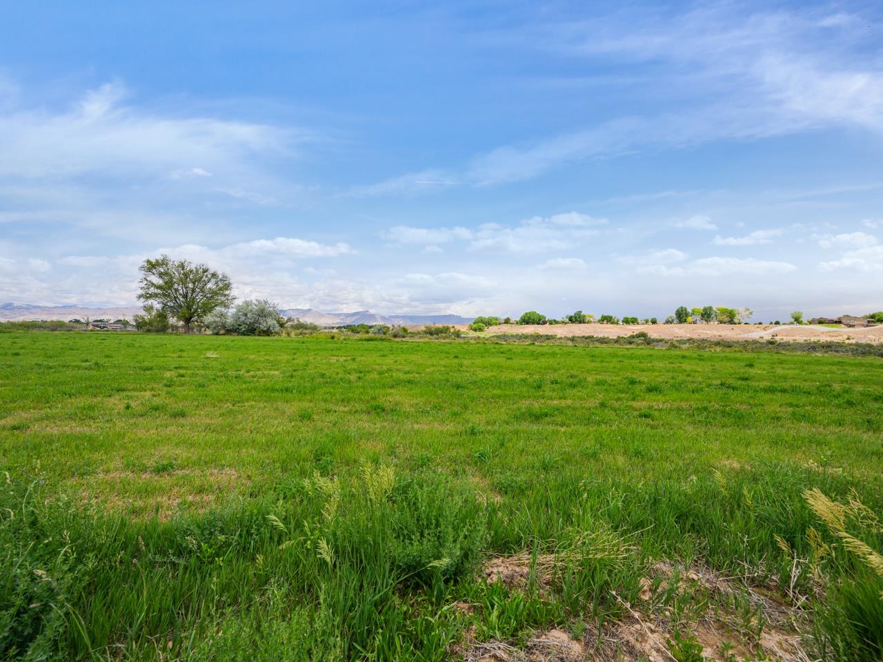 1812 M 3/4 Road Fruita, CO 81521 - Photo 11 of 13 a view of a green field with lots of bushes