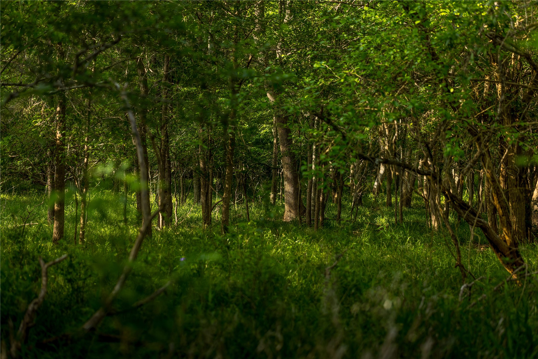 4201 Krueger Road Washington, TX 77880 - Photo 12 of 31 a view of a lush green space