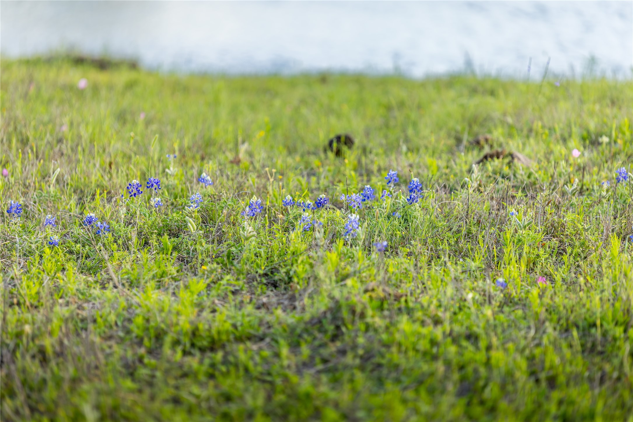 4201 Krueger Road Washington, TX 77880 - Photo 20 of 31 a view of a large yard with plants and large trees