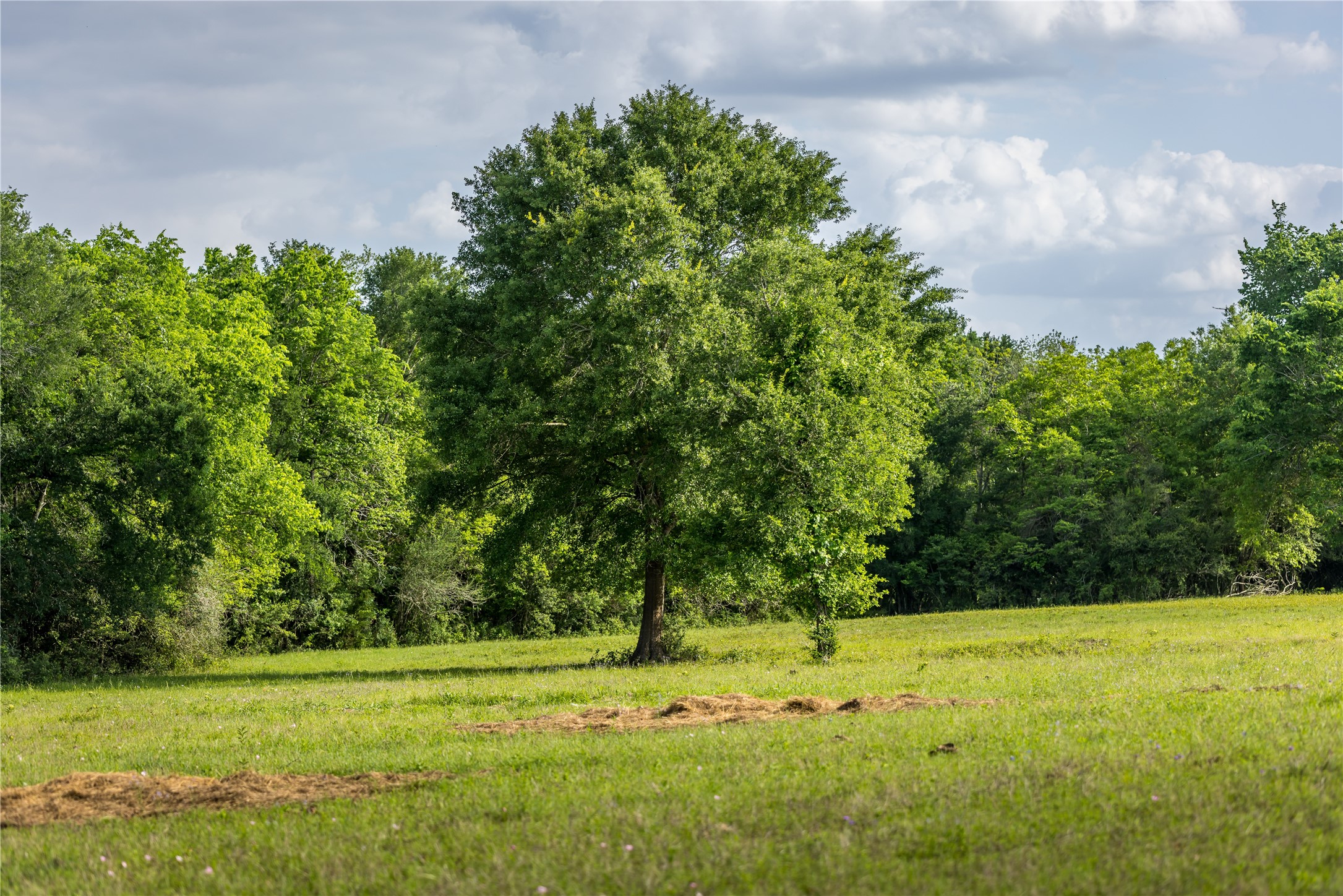 4201 Krueger Road Washington, TX 77880 - Photo 5 of 31 a view of a field with trees in the background