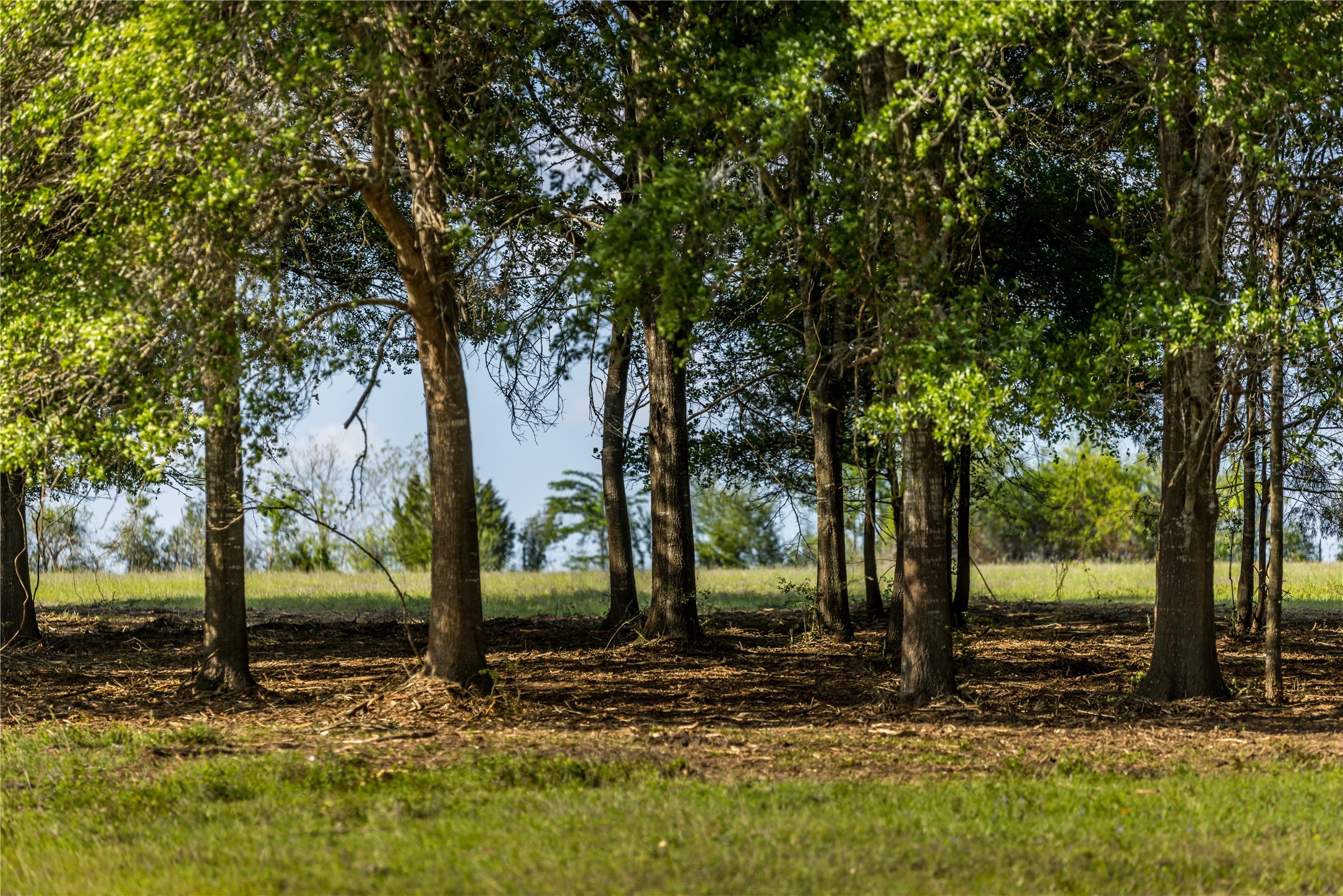 4201 Krueger Road Washington, TX 77880 - Photo 6 of 31 a view of a yard with trees