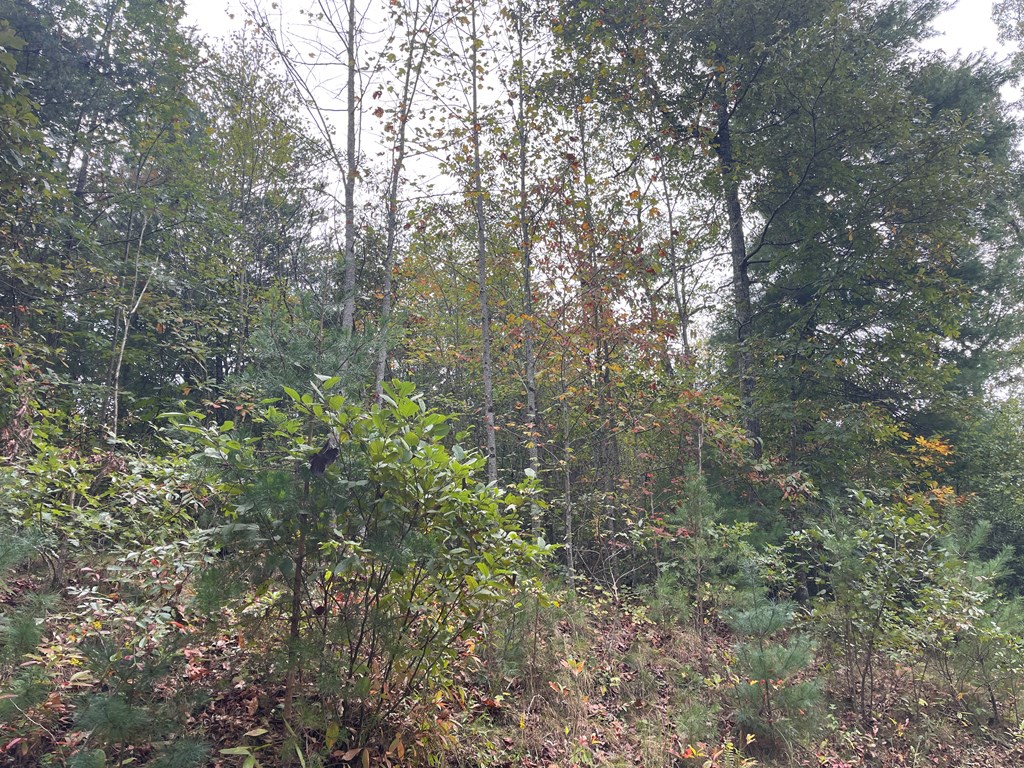 0 Camp Creek Road Murphy, NC 28906 - Photo 8 of 8 Gallery Image 8