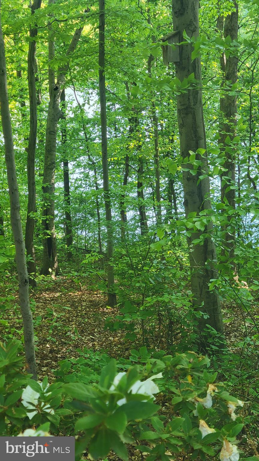 15370 Inlet Place Dumfries, VA 22025 - Photo 25 of 30 Trail to the water from backyard