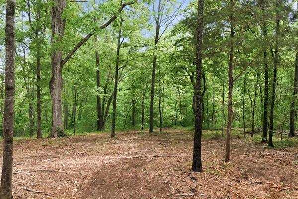 a view of outdoor space with lots of trees