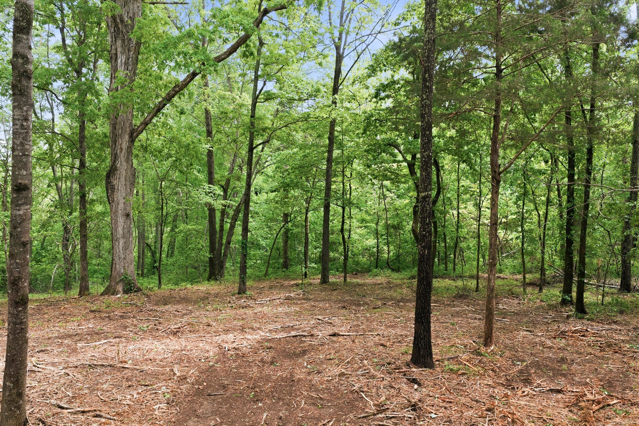 0 Willow Springs Road Lyles, TN 37098 - Photo 1 of 19 a view of outdoor space with lots of trees