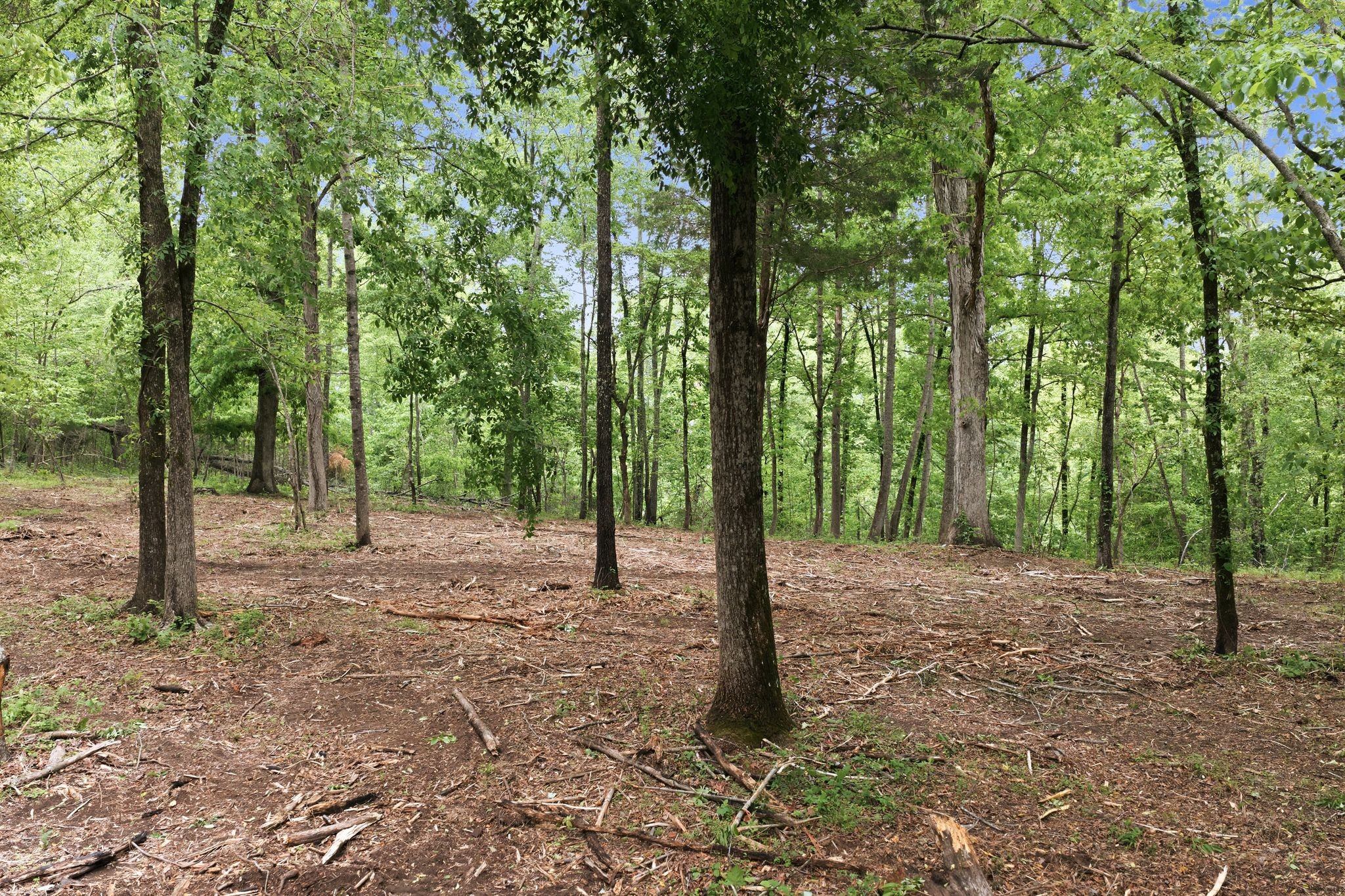 0 Willow Springs Road Lyles, TN 37098 - Photo 11 of 19 a view of a forest with trees