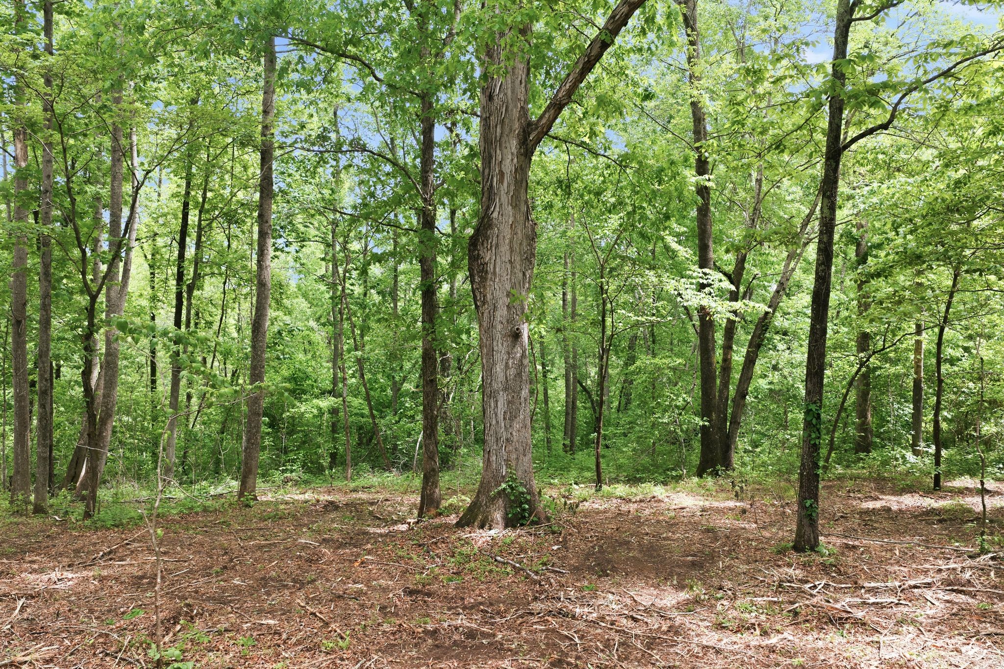 0 Willow Springs Road Lyles, TN 37098 - Photo 12 of 19 a backyard of a house with lots of green space