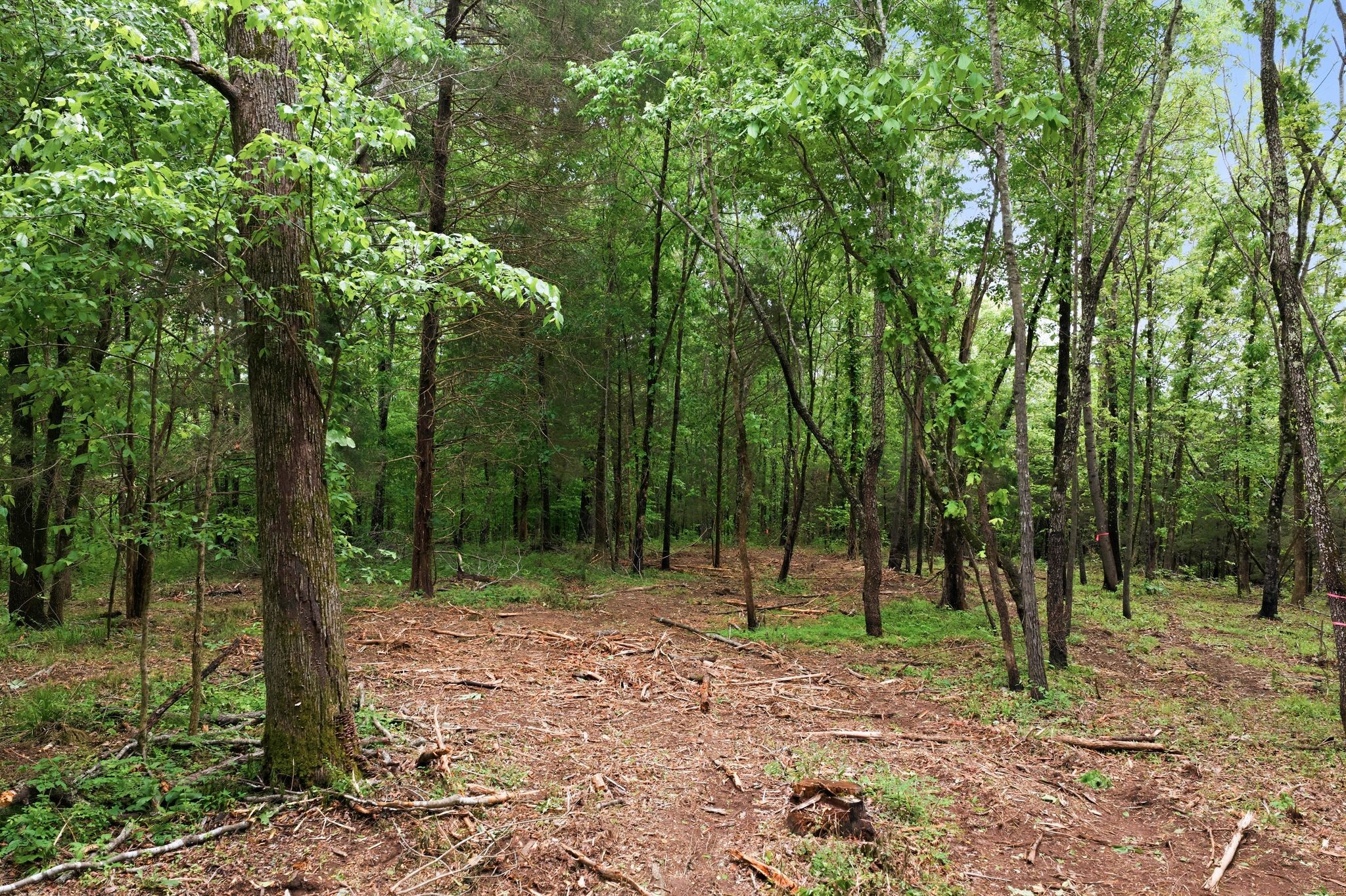 0 Willow Springs Road Lyles, TN 37098 - Photo 13 of 19 a backyard of a house with lots of green space