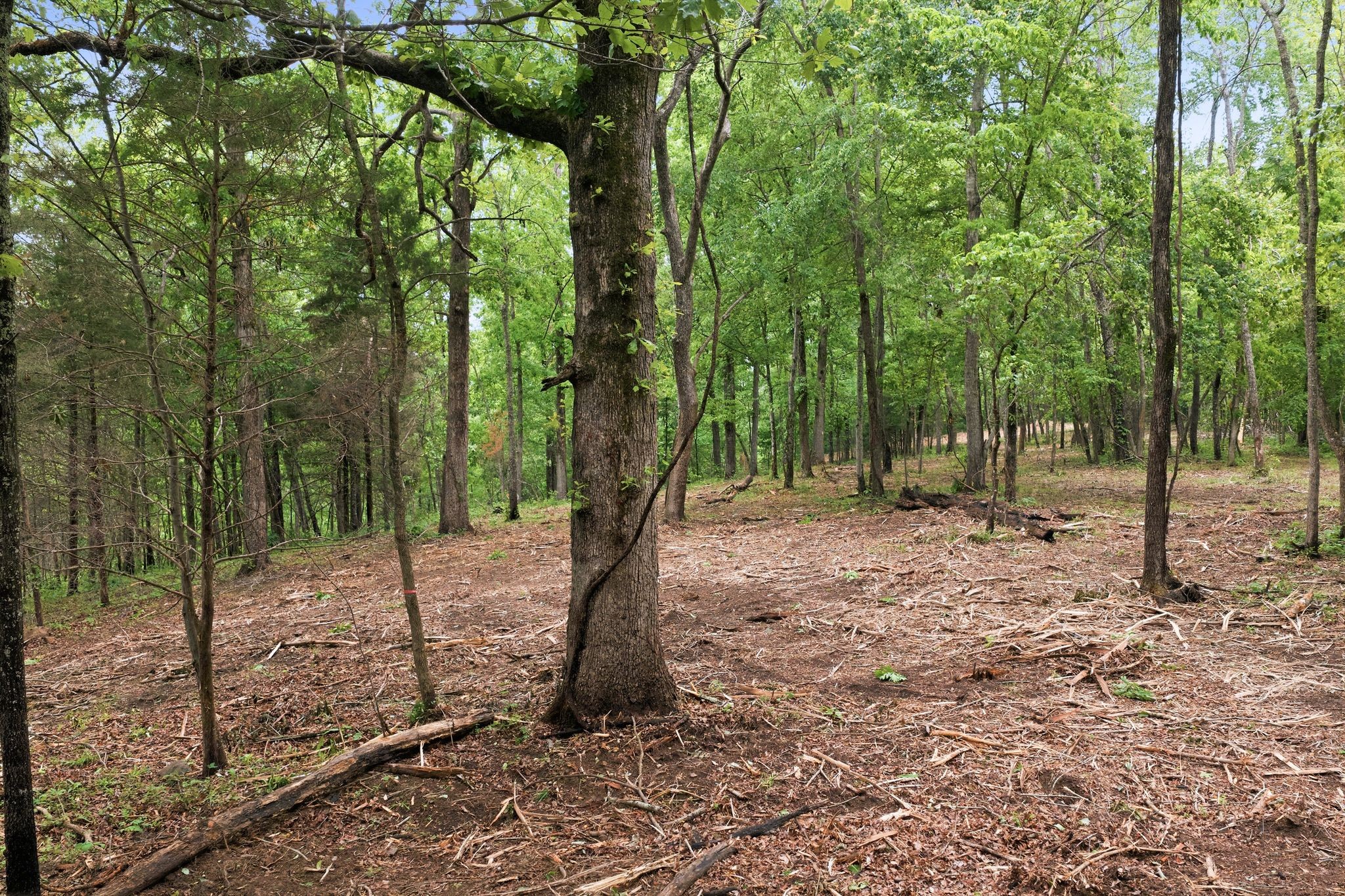 0 Willow Springs Road Lyles, TN 37098 - Photo 14 of 19 a view of a forest with trees