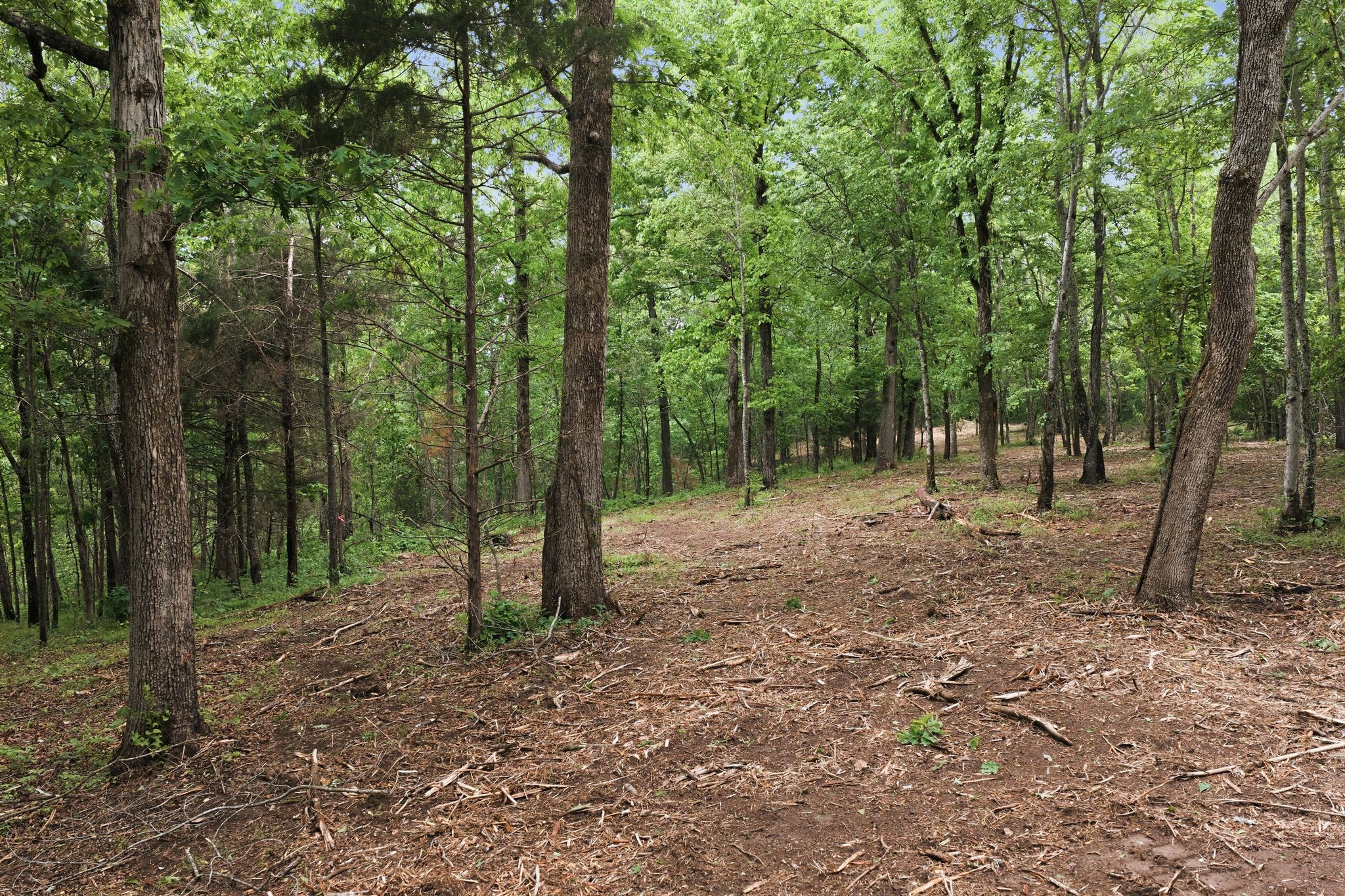 0 Willow Springs Road Lyles, TN 37098 - Photo 15 of 19 a view of outdoor space and trees