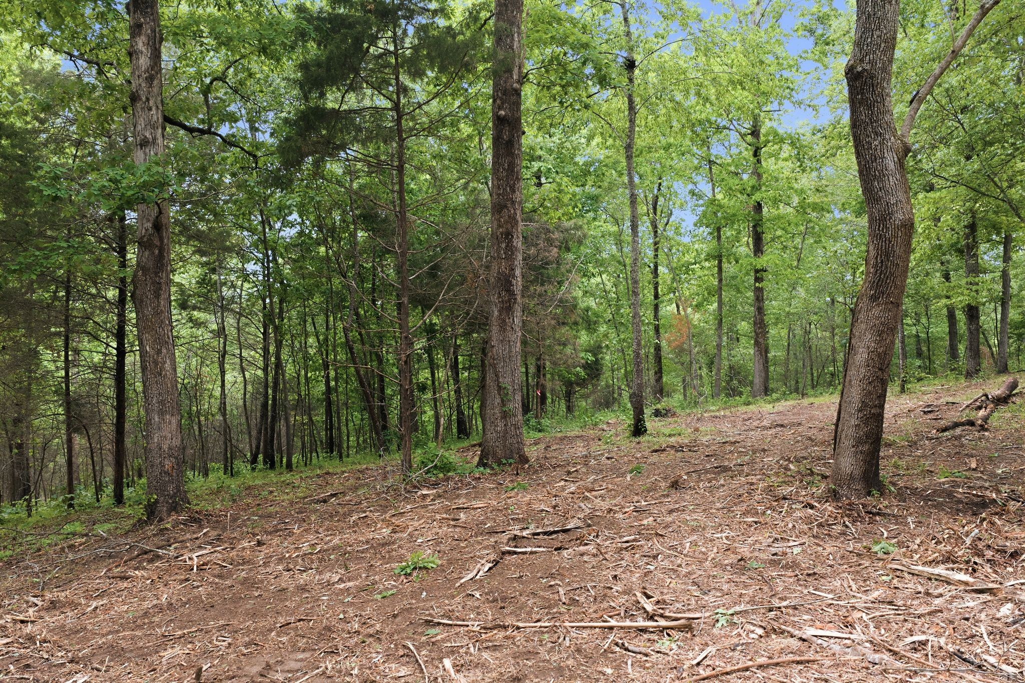 0 Willow Springs Road Lyles, TN 37098 - Photo 16 of 19 a view of outdoor space with trees