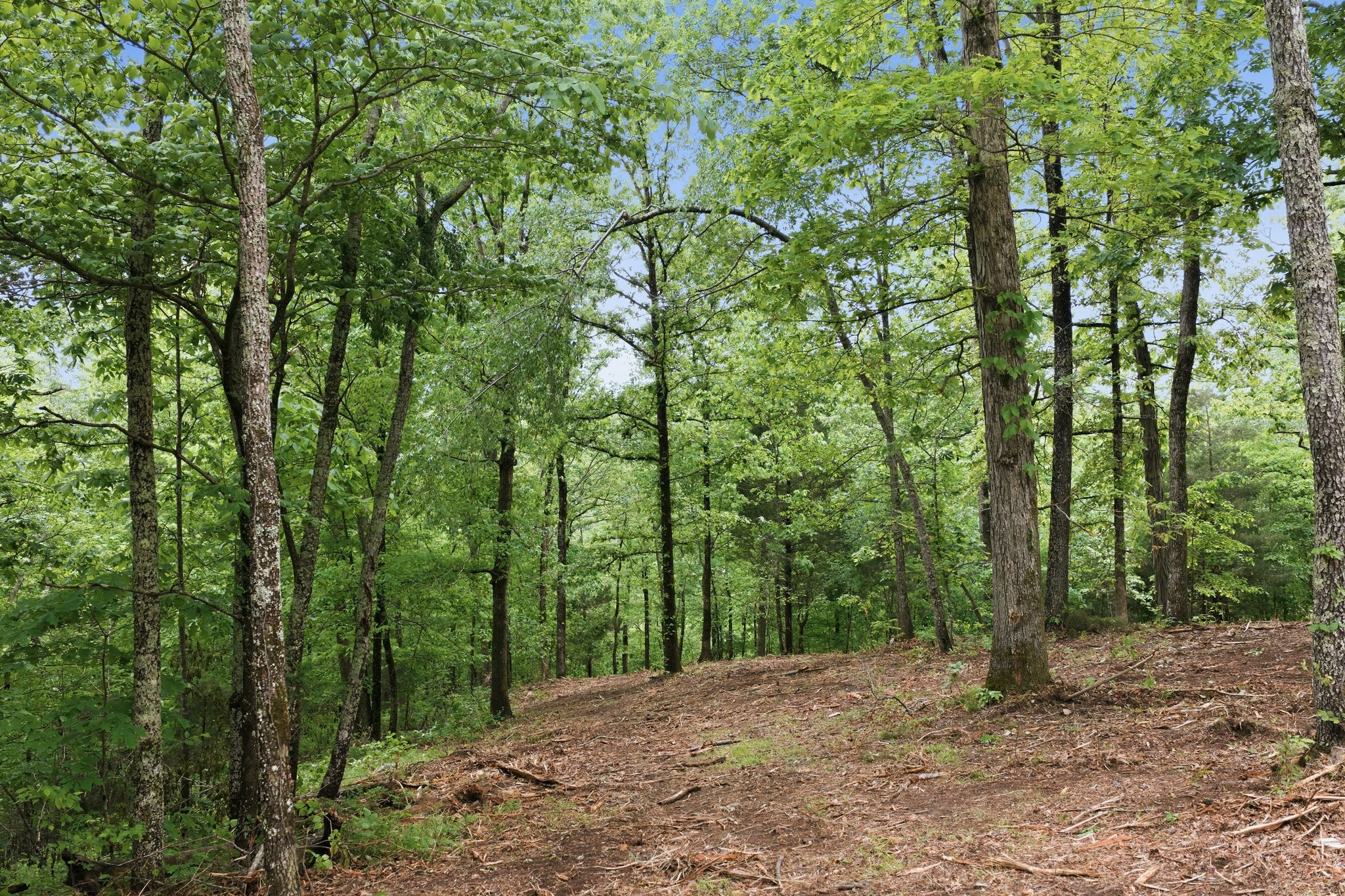 0 Willow Springs Road Lyles, TN 37098 - Photo 17 of 19 a view of a forest with trees in the background