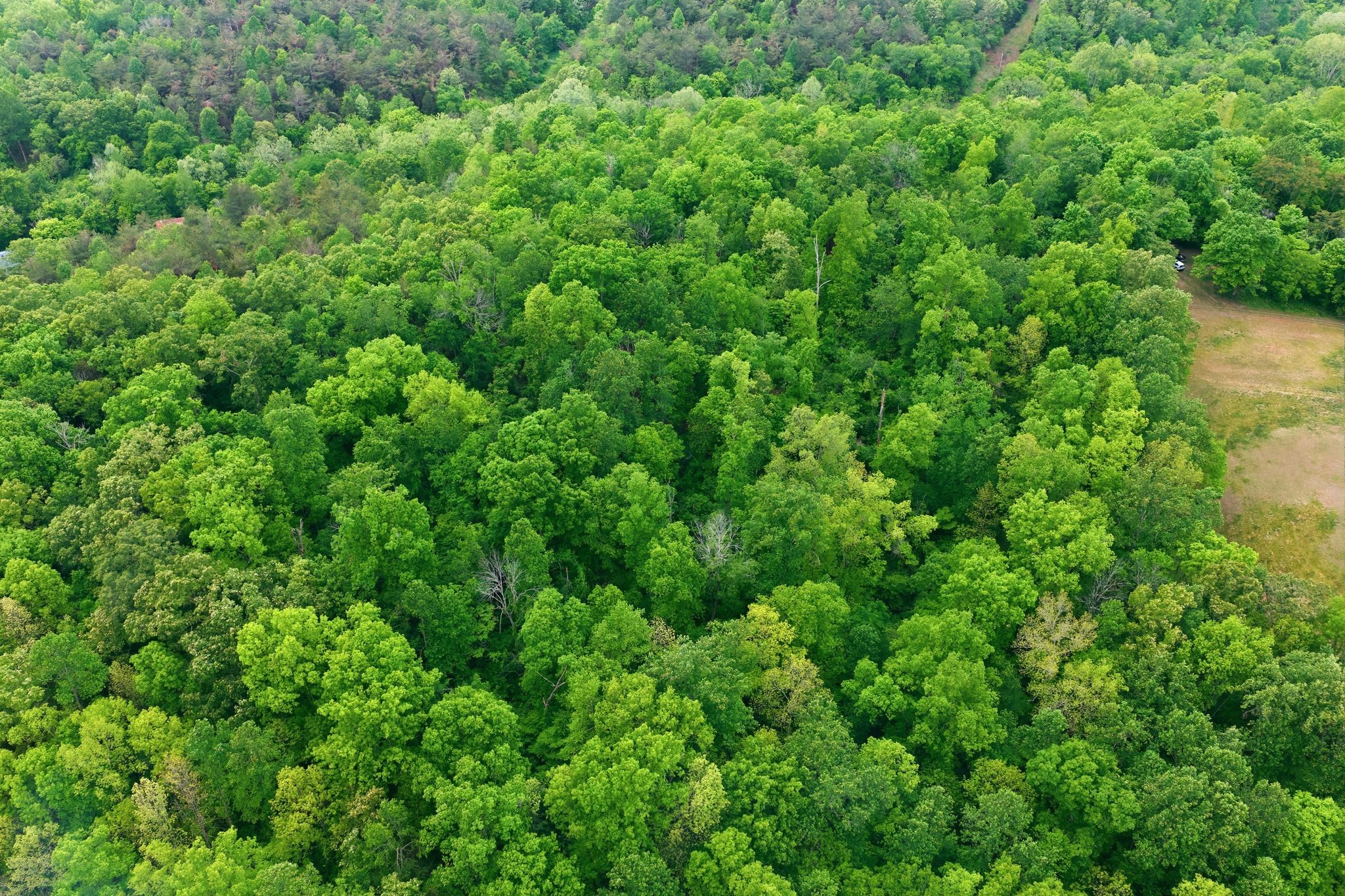 0 Willow Springs Road Lyles, TN 37098 - Photo 18 of 19 a view of a lush green forest