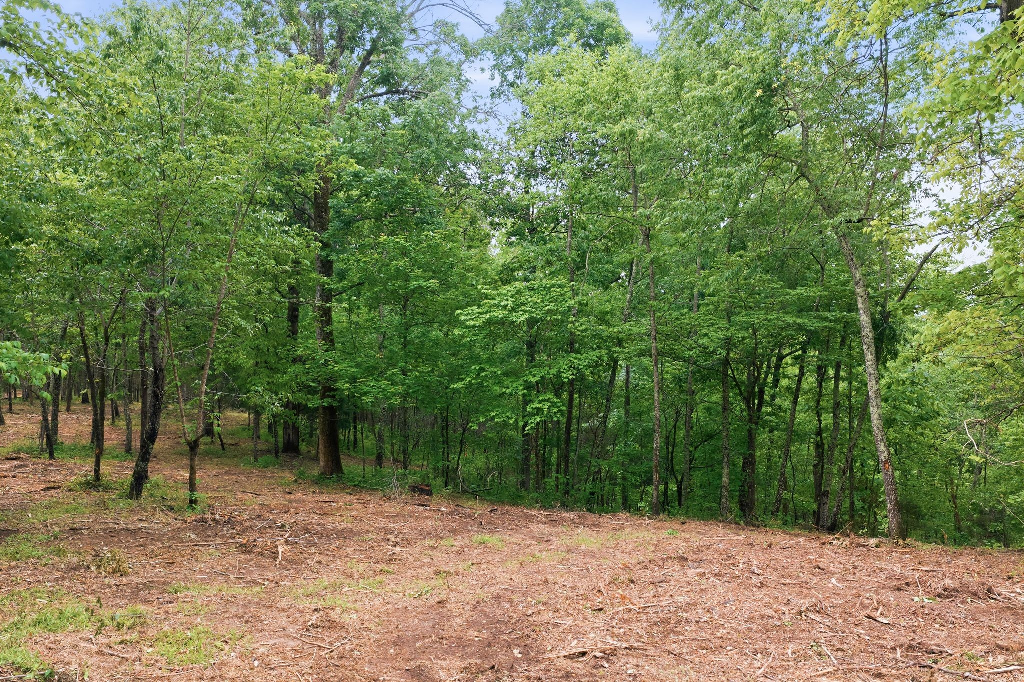 0 Willow Springs Road Lyles, TN 37098 - Photo 3 of 19 a view of backyard with green space