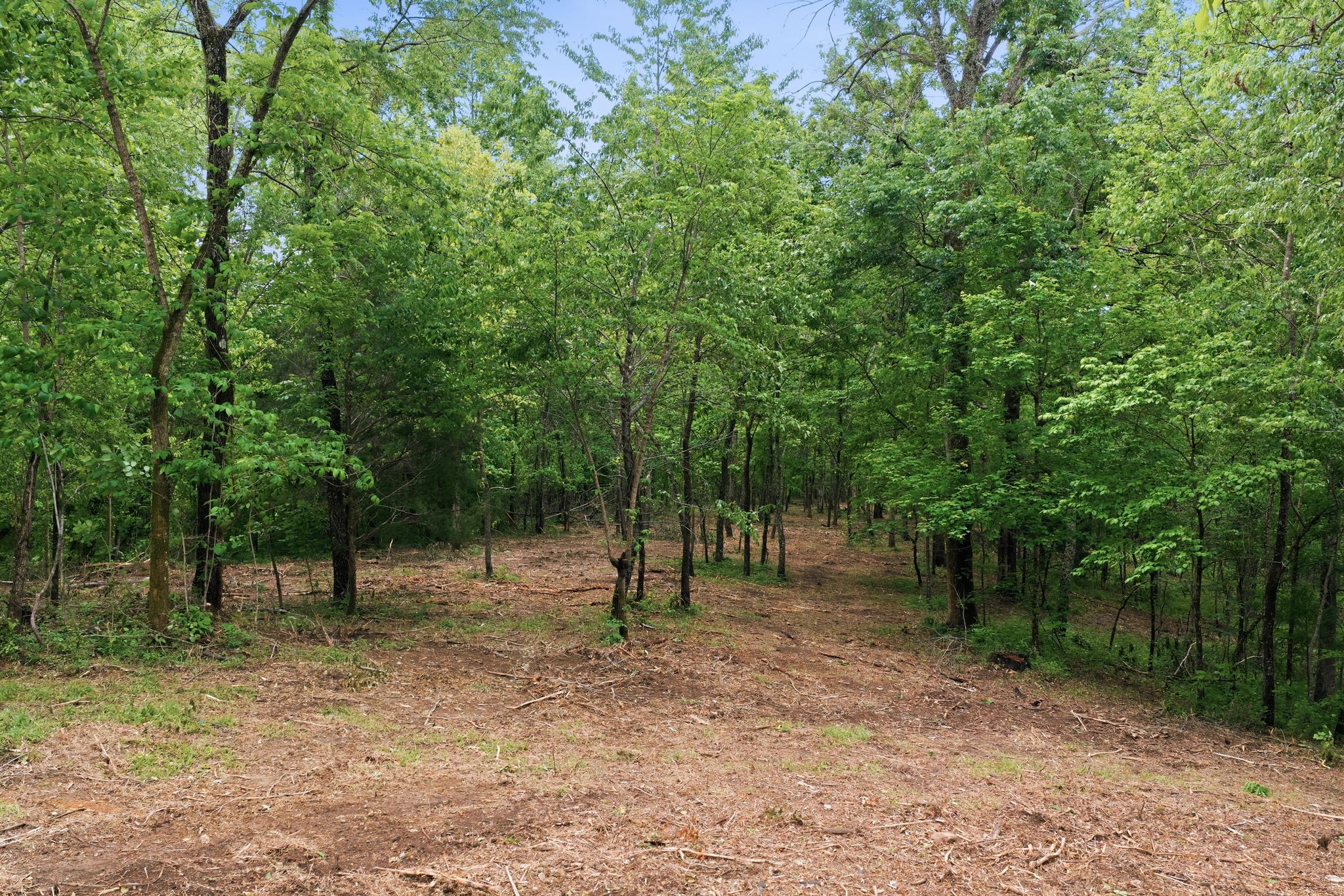 0 Willow Springs Road Lyles, TN 37098 - Photo 6 of 19 a view of outdoor space with lots of trees