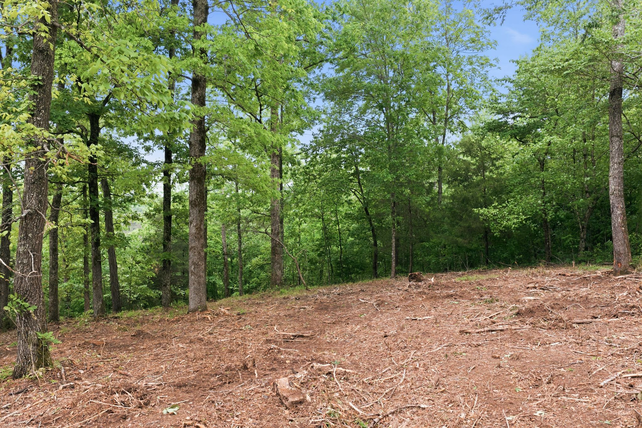 0 Willow Springs Road Lyles, TN 37098 - Photo 7 of 19 a view of backyard with tree