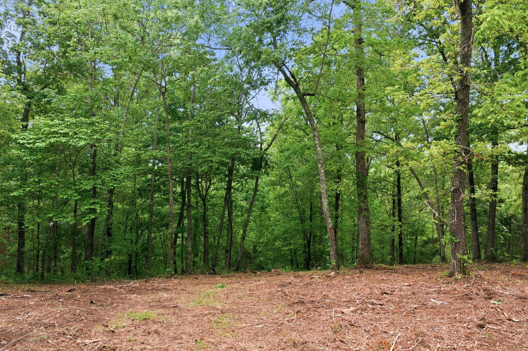 0 Willow Springs Road Lyles, TN 37098 - Photo 8 of 19 a view of backyard with green space