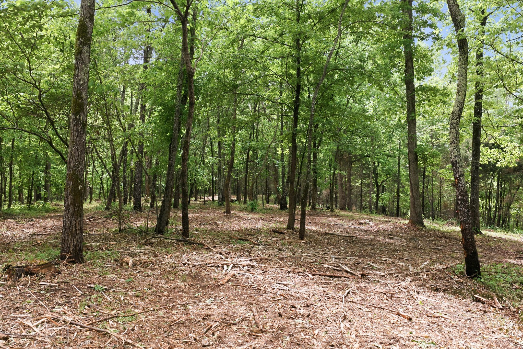 0 Willow Springs Road Lyles, TN 37098 - Photo 10 of 19 a view of outdoor space with trees