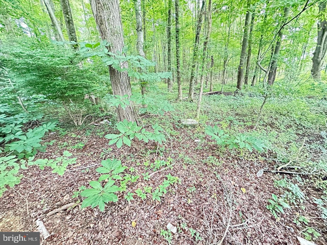 337 Ewan Road Mullica Hill, NJ 08062 - Photo 11 of 23 a plant view in garden