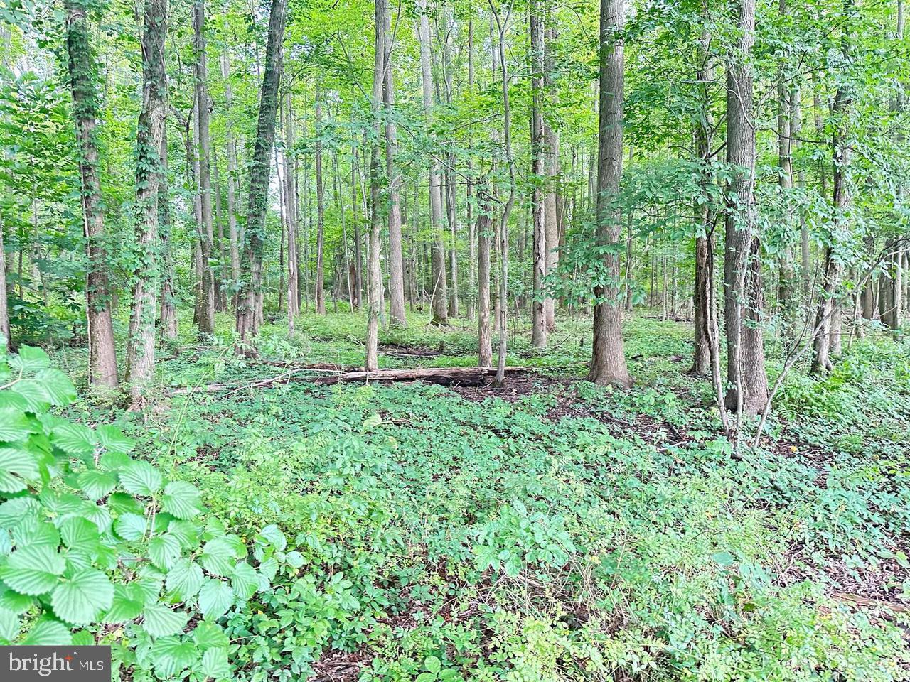 337 Ewan Road Mullica Hill, NJ 08062 - Photo 18 of 23 a view of outdoor space and garden