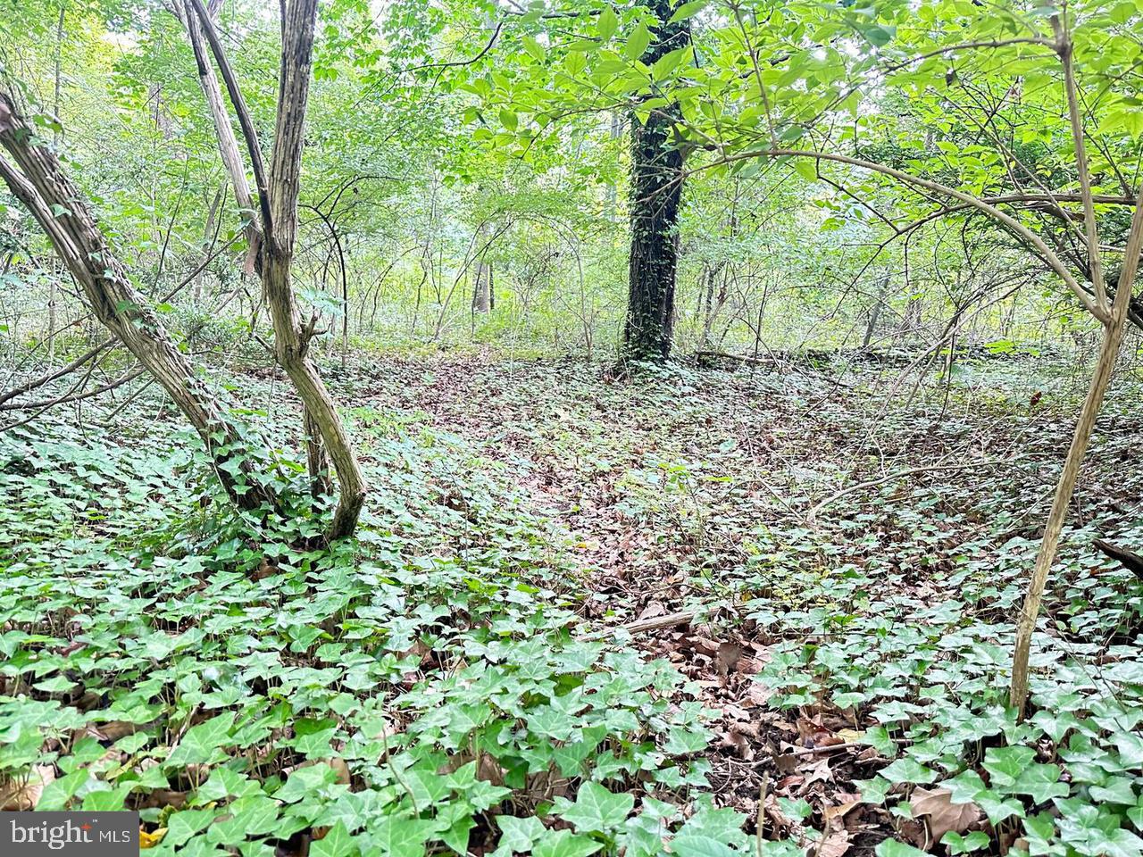 337 Ewan Road Mullica Hill, NJ 08062 - Photo 8 of 23 a view of backyard with green space