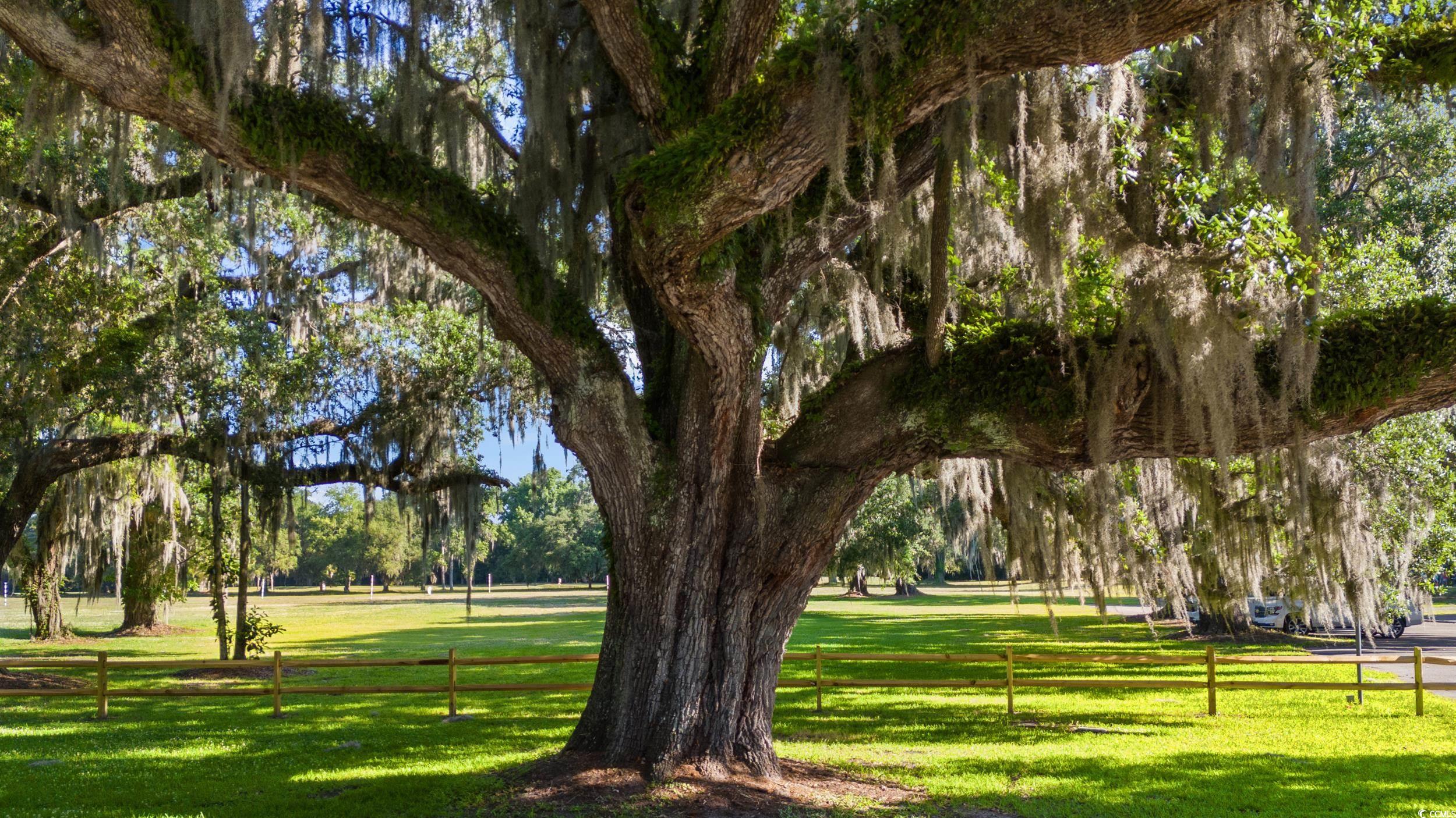 908 Francis Parker Road Georgetown, SC 29440 - Photo 21 of 37 View of home's community featuring view of scattered trees