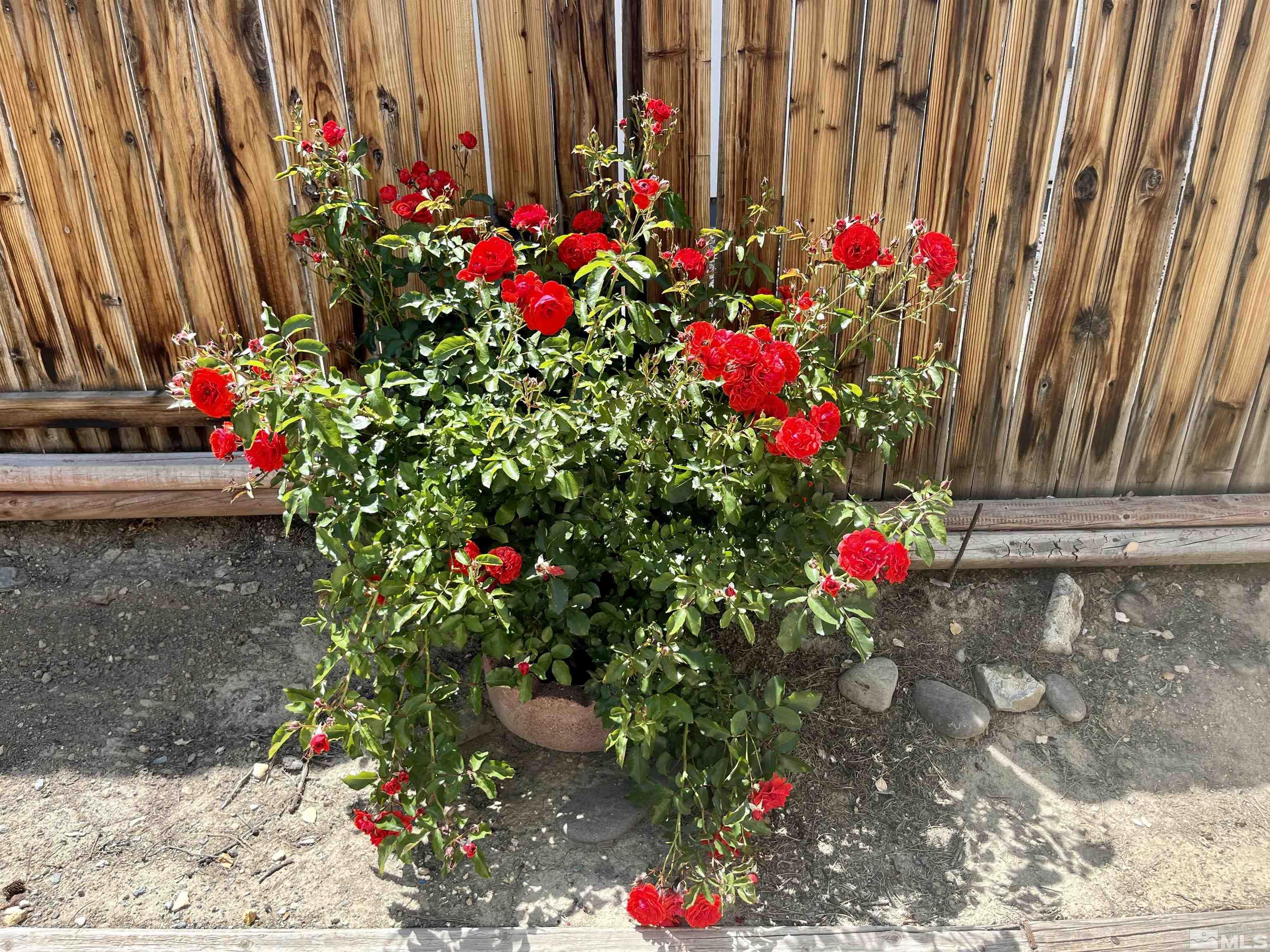 6310 Park Place Reno, NV 89523 - Photo 21 of 22 a view of a flower in a garden